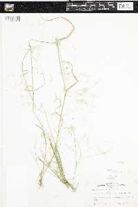 Agrostis scabra image