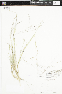 Agrostis scabra image