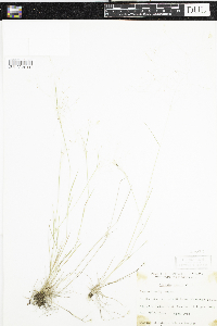 Agrostis scabra image