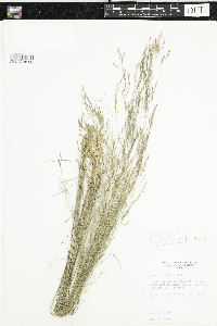 Agrostis scabra image