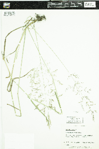 Agrostis gigantea image