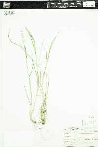 Agrostis gigantea image