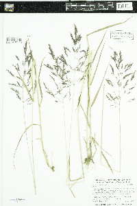 Agrostis gigantea image