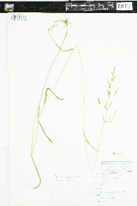 Agrostis gigantea image