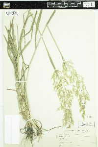 Agrostis gigantea image