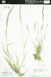 Agrostis gigantea image