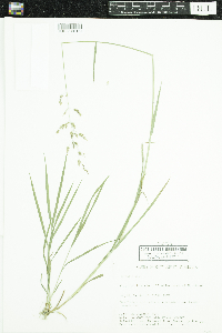 Agrostis gigantea image