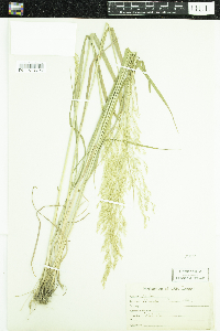 Agrostis gigantea image