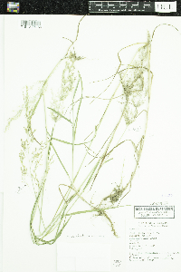 Agrostis gigantea image