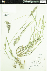 Agrostis gigantea image