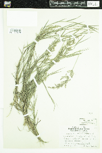 Agrostis gigantea image