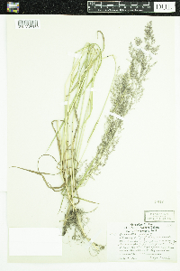 Agrostis gigantea image