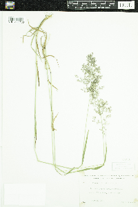 Agrostis gigantea image