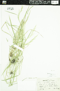 Agrostis gigantea image