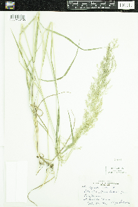 Agrostis gigantea image