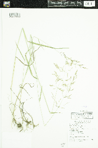 Agrostis gigantea image