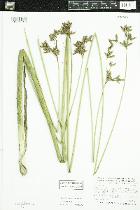 Schoenoplectus acutus image