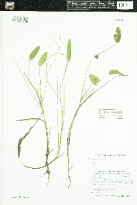 Potamogeton natans image