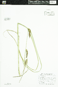 Carex utriculata image