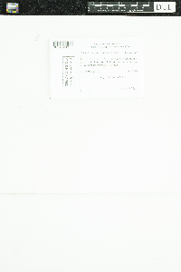 Umbilicaria deusta image