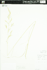 Achnatherum nelsonii image