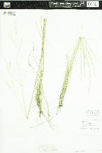 Image of Achnatherum pinetorum