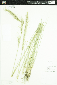 Image of Achnatherum robustum