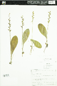 Isoetes lacustris image