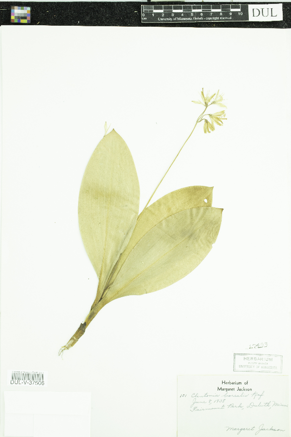 Colchicaceae image