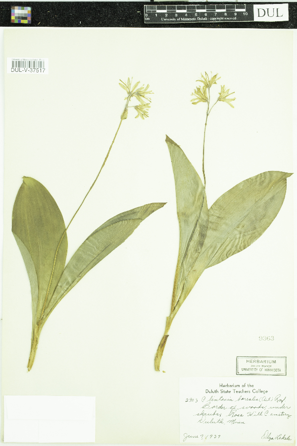 Clintonia borealis image