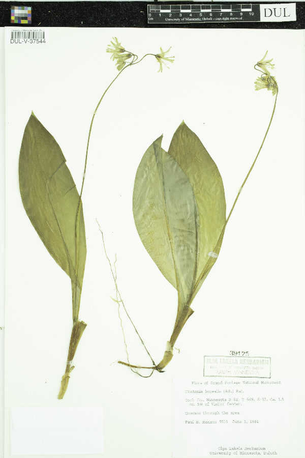 Colchicaceae image