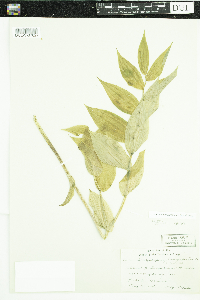 Streptopus lanceolatus image