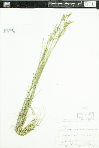 Juncus brevicaudatus image