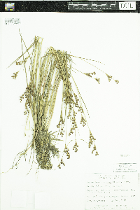 Juncus brevicaudatus image