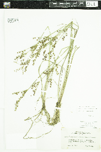 Juncus brevicaudatus image