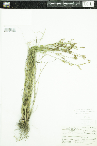 Juncus brevicaudatus image