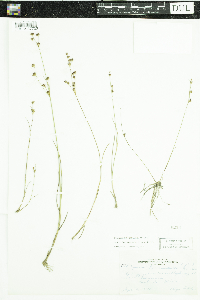 Juncus brevicaudatus image