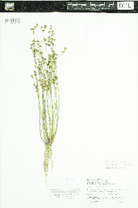 Juncus brevicaudatus image