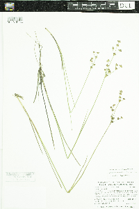 Juncus brevicaudatus image