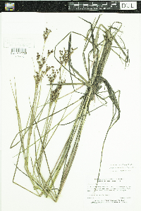 Juncus brevicaudatus image