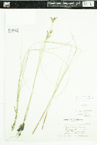 Juncus brevicaudatus image