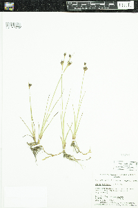 Juncus castaneus image