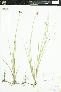 Juncus castaneus image