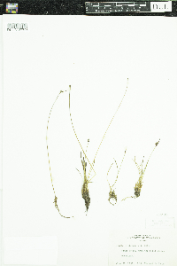 Juncus castaneus image