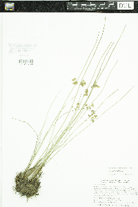 Juncus filiformis image