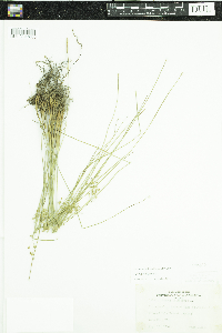 Juncus filiformis image