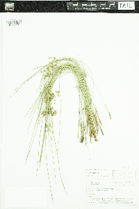 Juncus filiformis image