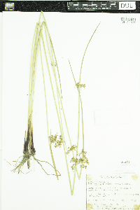 Juncus effusus image