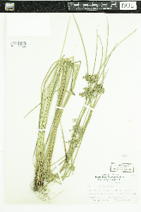 Juncus effusus image