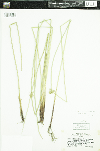 Juncus effusus image